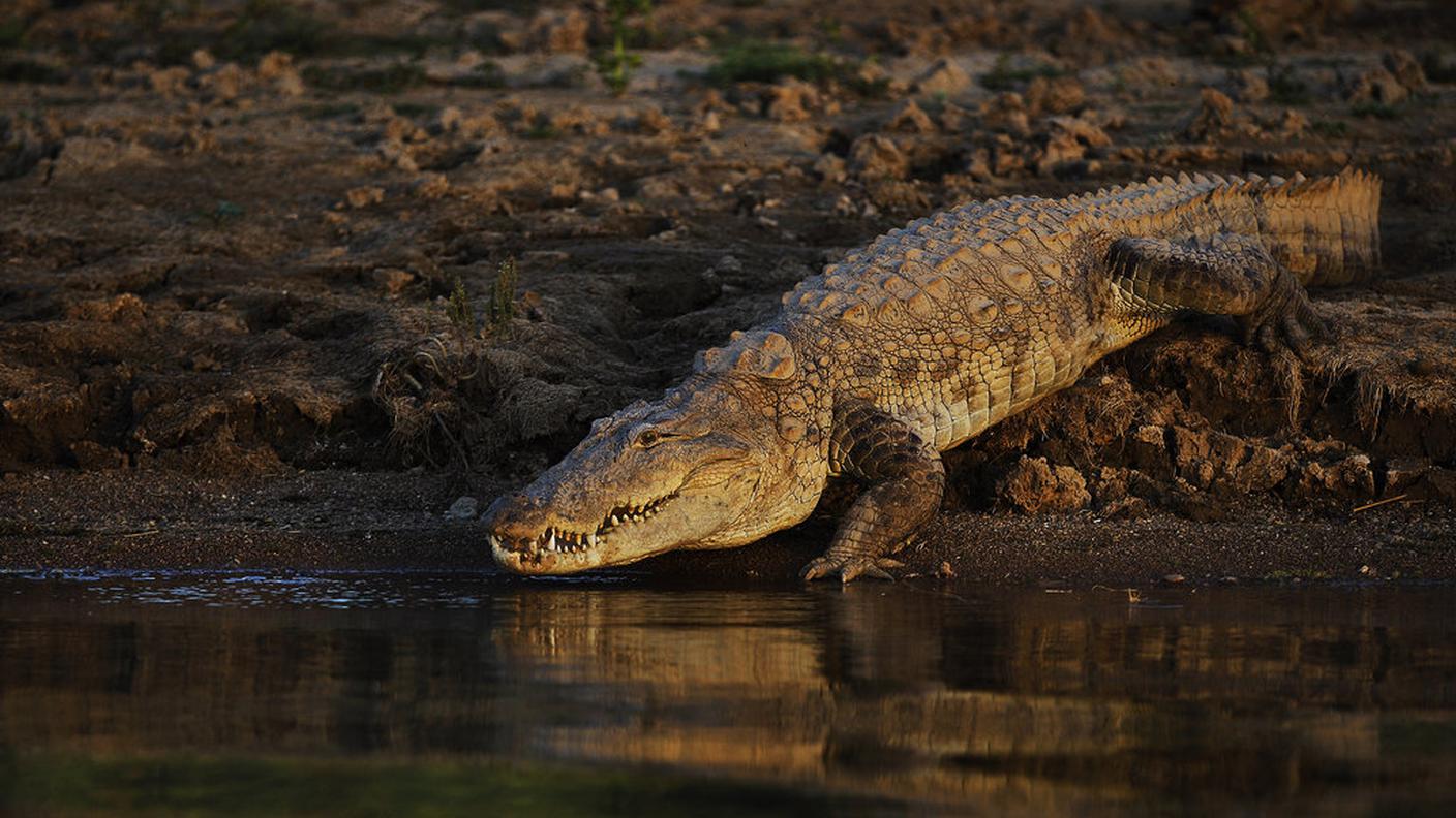 Il fiume indiano Vishwamitri è infestato dai temibili rettili