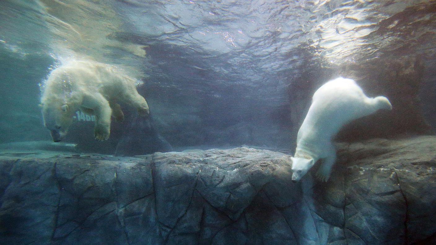 Peregrino e Aurora nella loro vasca dell'acquario di San Paolo 