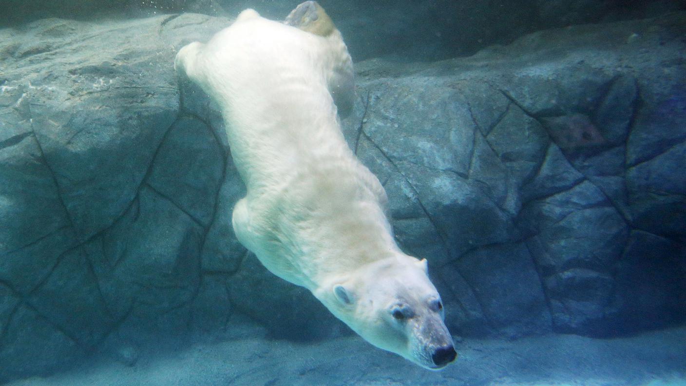 Aurora in azione nell'acquario dove sono stati trasferiti dalla Russia