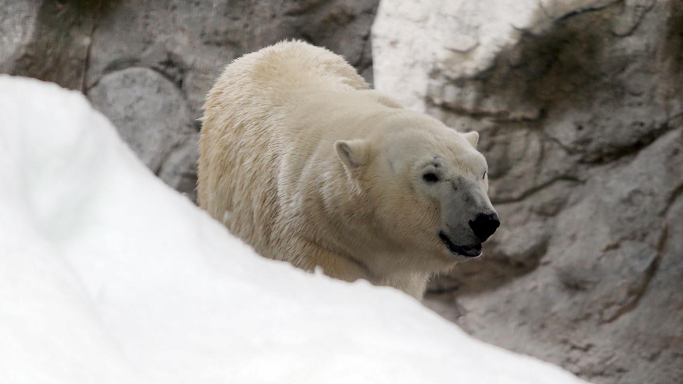 L'orso bianco Peregrino è la nuova attrazione dell'acquario di San Paolo