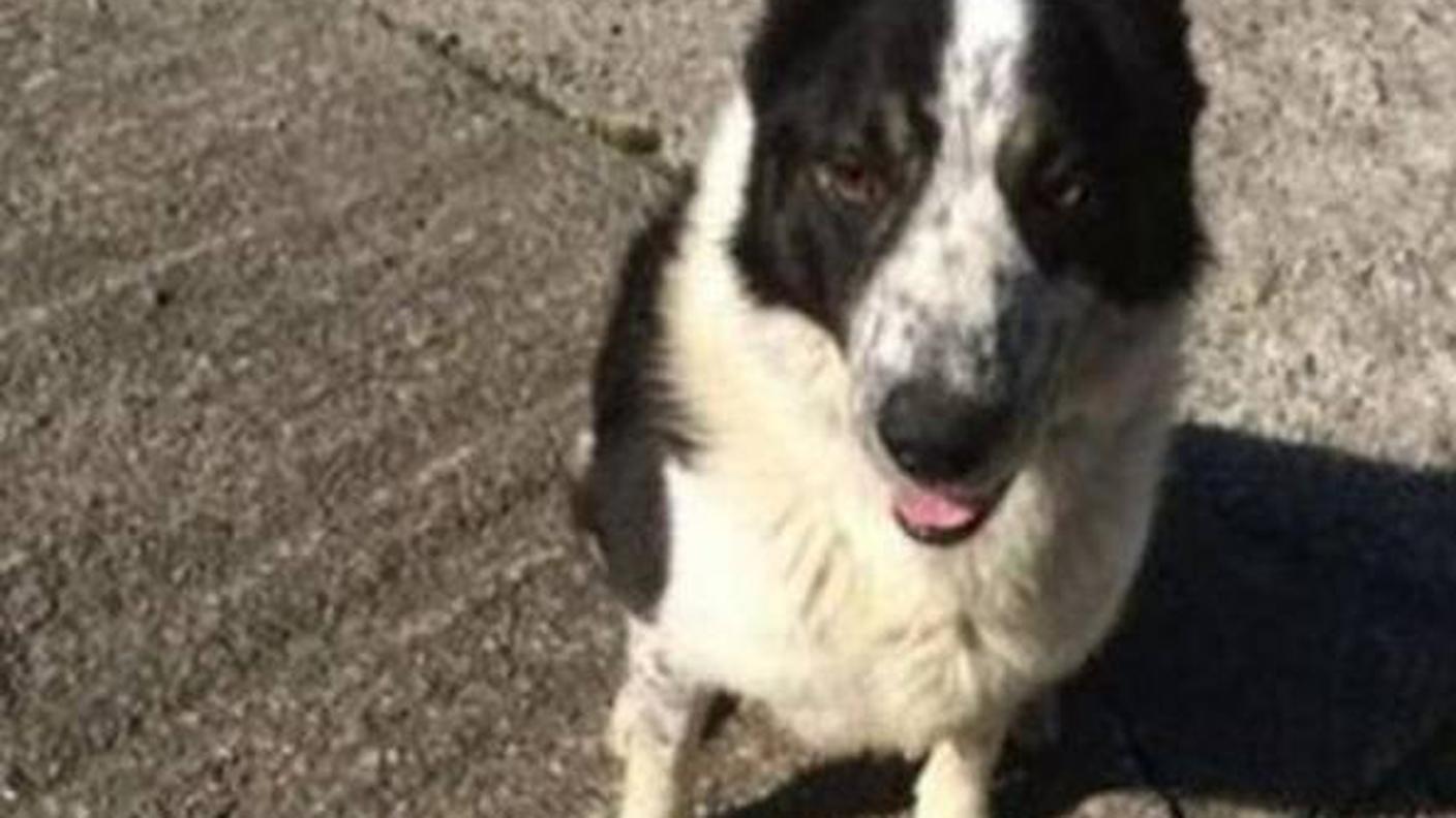 Don, il border collie che si è trovato alla guida di un trattore in Scozia