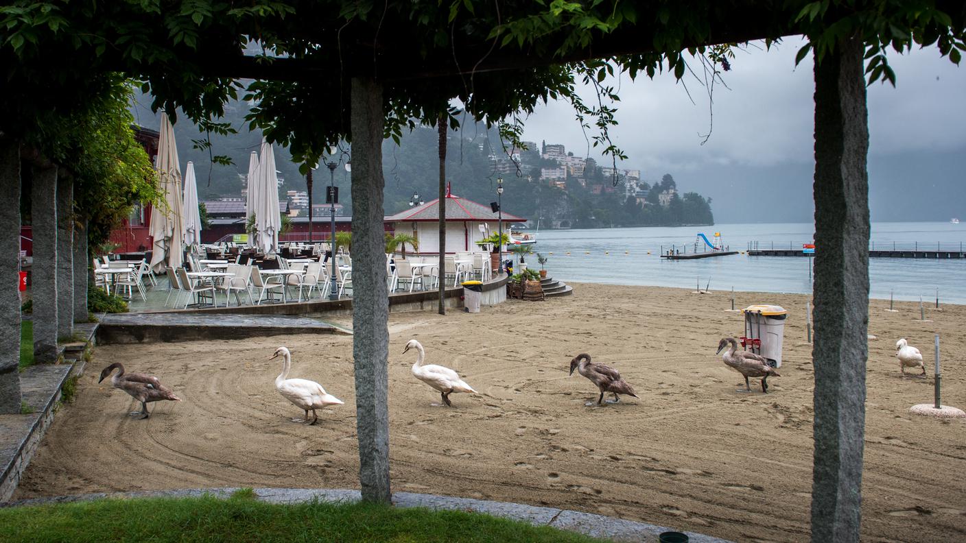 Dal primo maggio al Lido di Lugano le famiglie di cigni saranno meno sole
