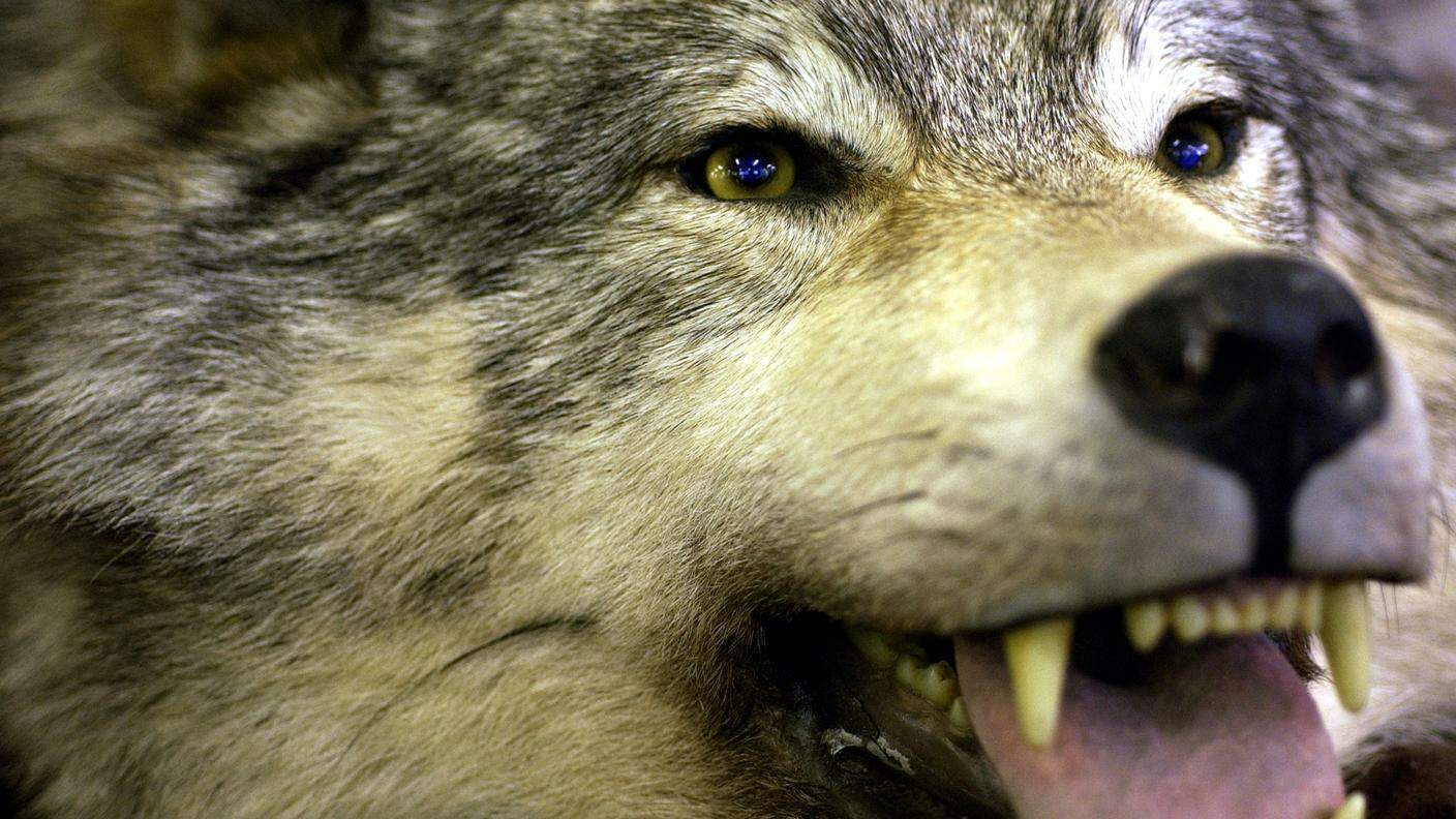 La presenza del lupo in Val Malvaglia preoccupa gli allevatori locali