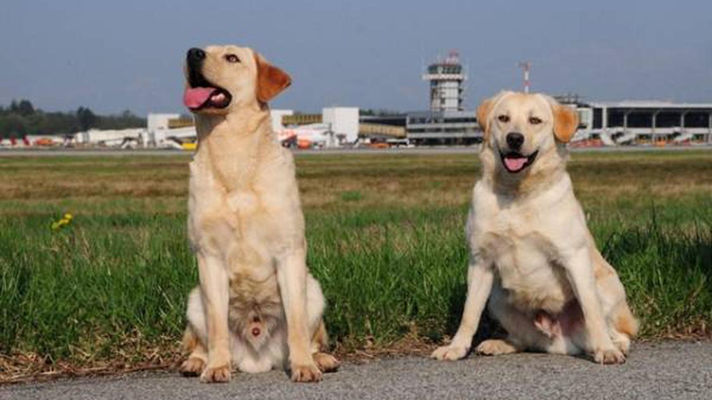 Tango, a destra, con il "collega" Cash nei prati di Malpensa