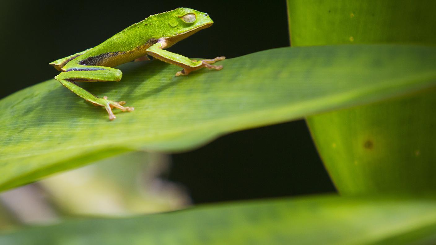 Gli anfibi, come questa raganella, sono tra gli animali più a rischio