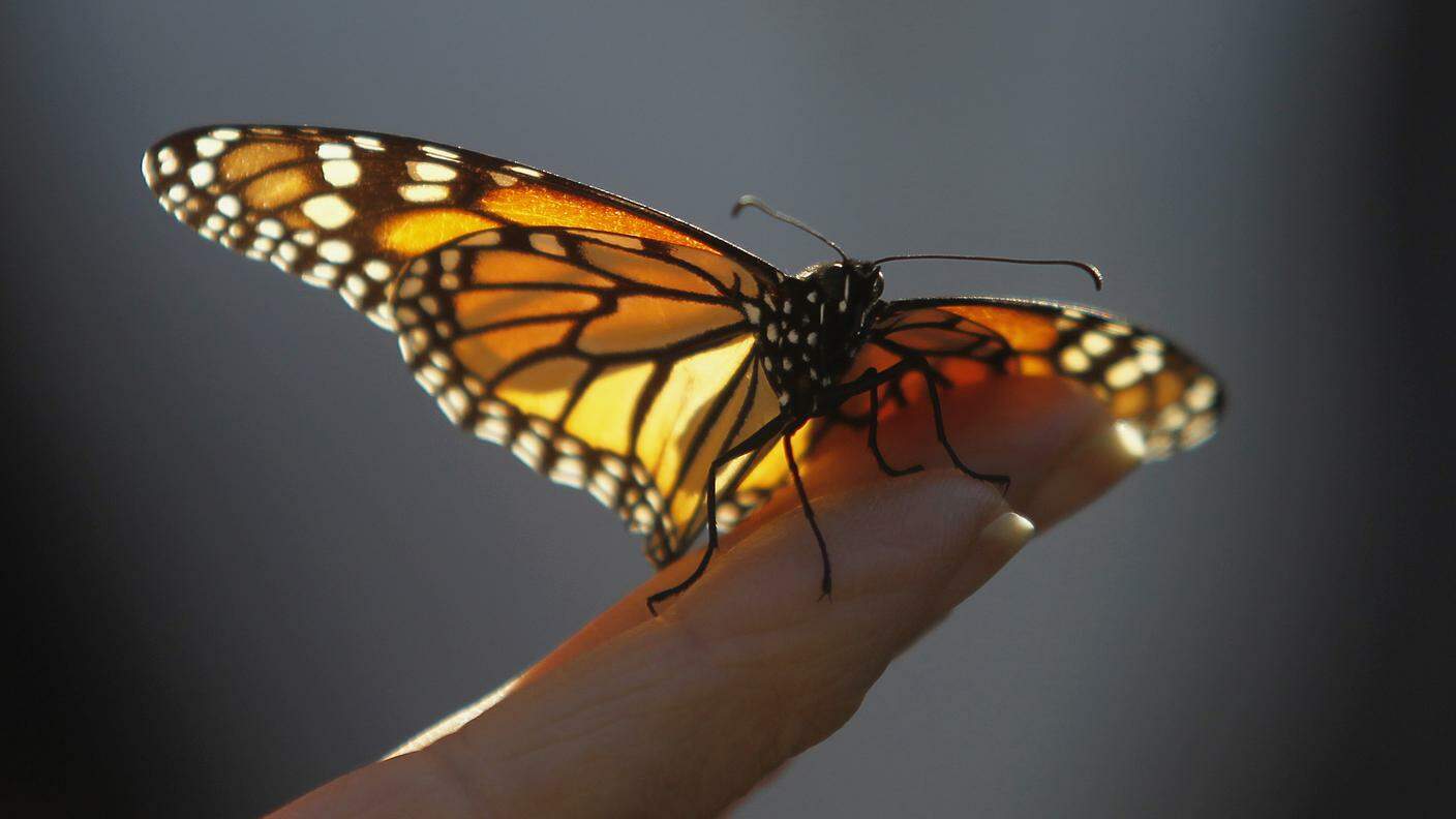 Anche le splendide farfalle Monarca guardano storto gli esseri umani