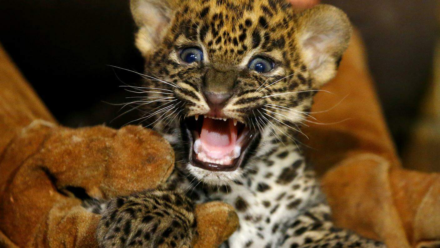 Il giovane leopardo è arrabbiato, poiché troppi animali finiranno nei guai
