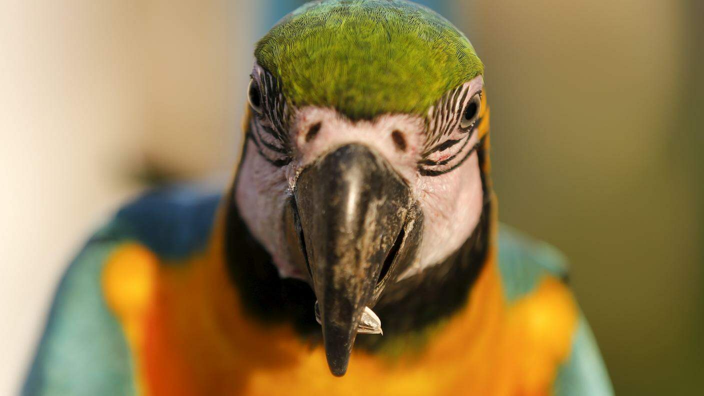 Pure questo pappagallo venezuelano è perplesso mentre mangia un seme di girasole