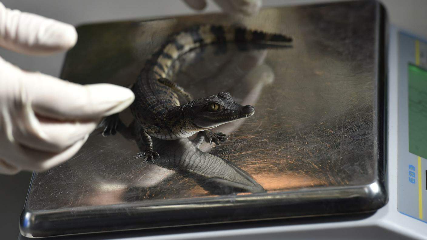 Un giovane coccodrillo si limita a snobbare la mano di un veterinario, senza morderla
