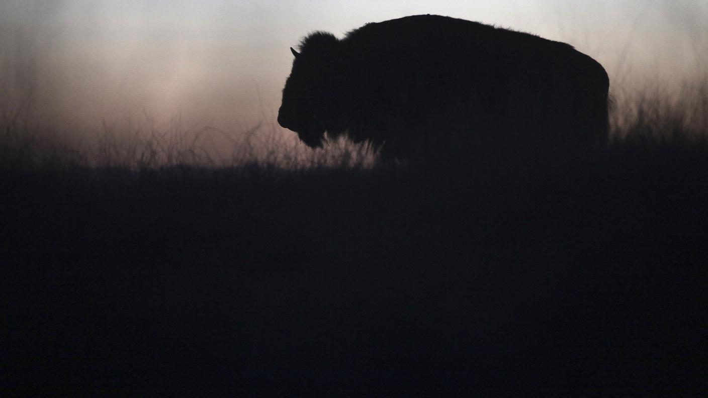 L'uomo è già riuscito a far quasi sparire specie animali come il bisonte americano