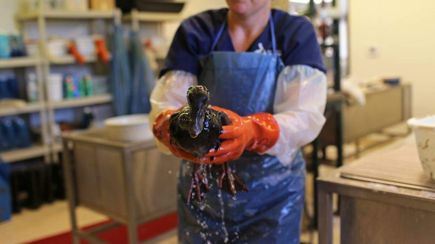 L'uomo minaccia gli animali pure in altri modi, come quest'uccello marino ricoperto di petrolio