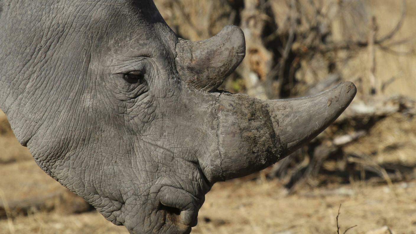 Un raro rinoceronte bianco, specie minacciata a prescindere dall'anidride carbonica