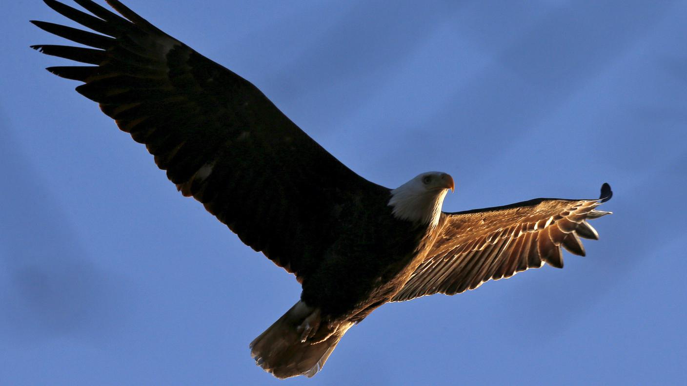 Quest'aquila sembra di cattivo umore mentre vola libera su New York