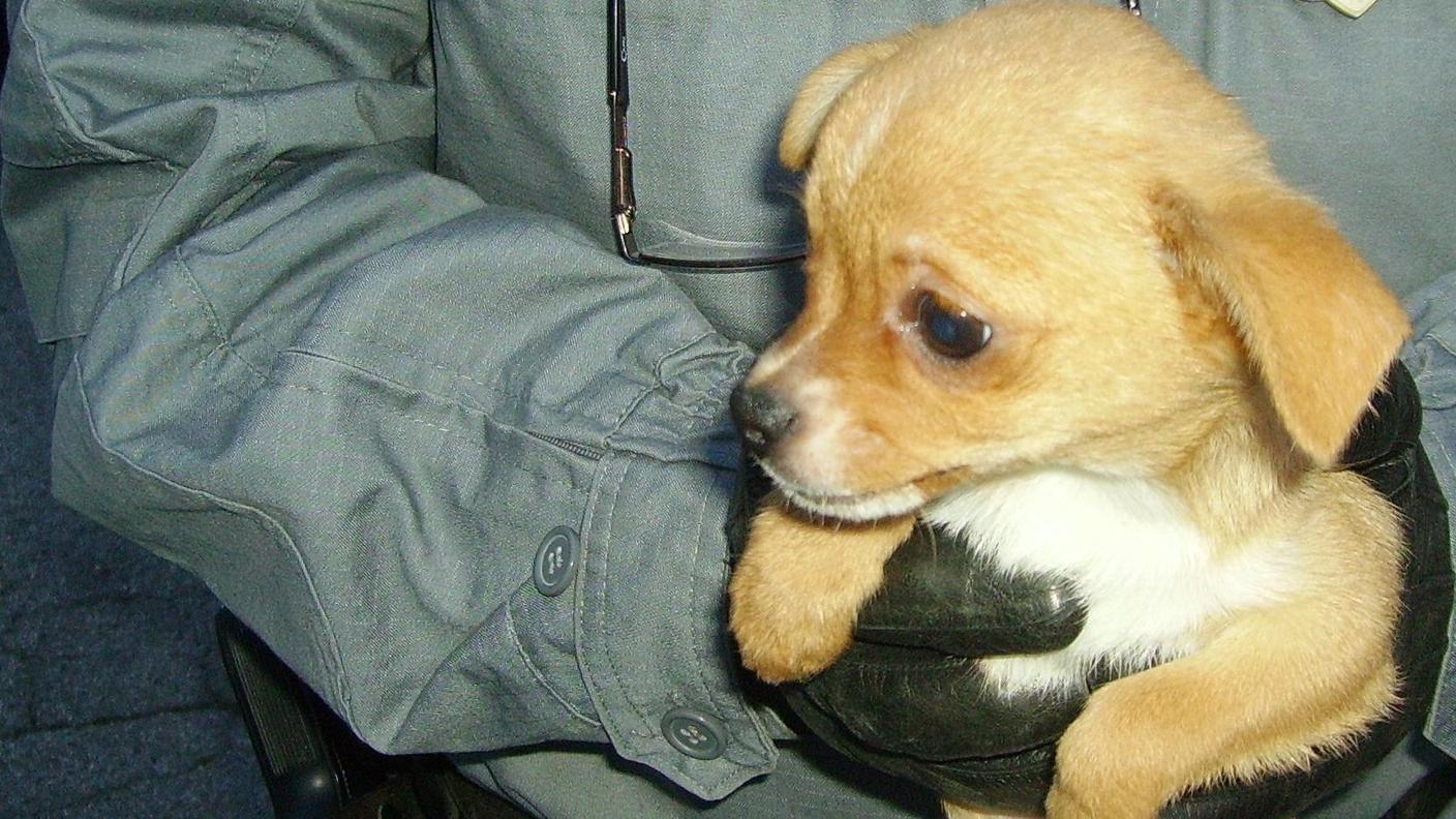 Un cucciolo impaurito