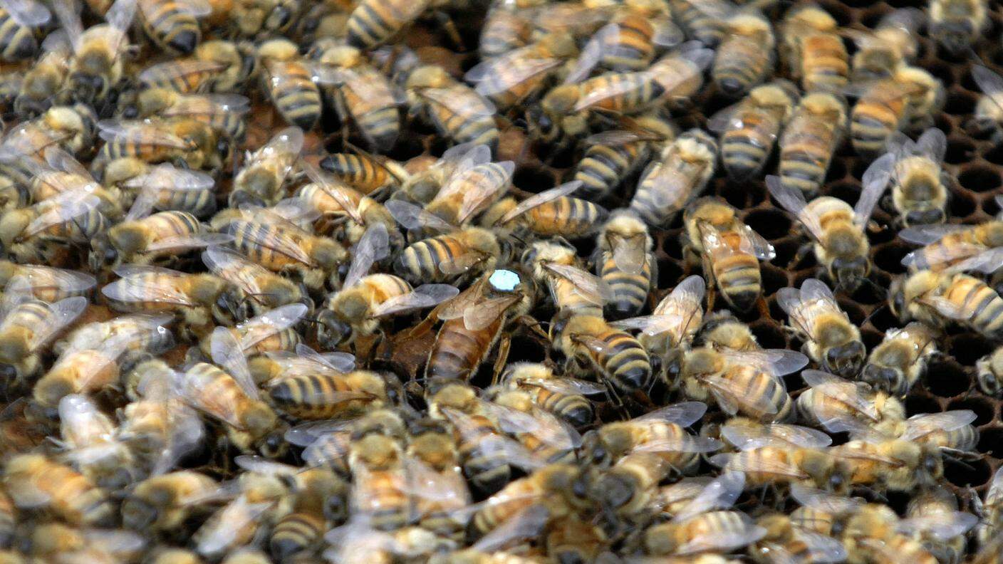 Sono 180 gli apicoltori svizzeri impegnati nell'operazione 