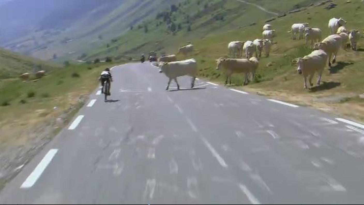 mucca.JPG