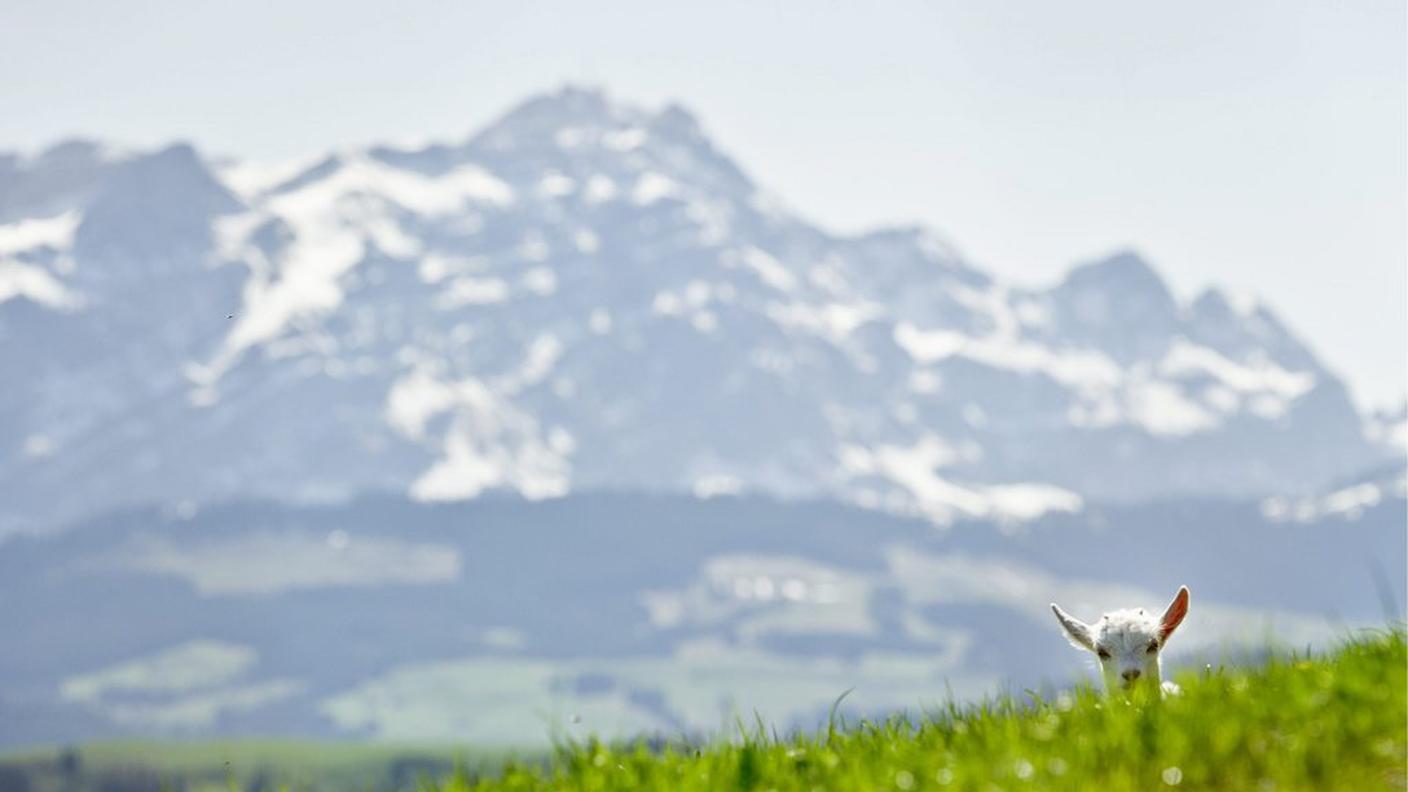 La montagna, la pace