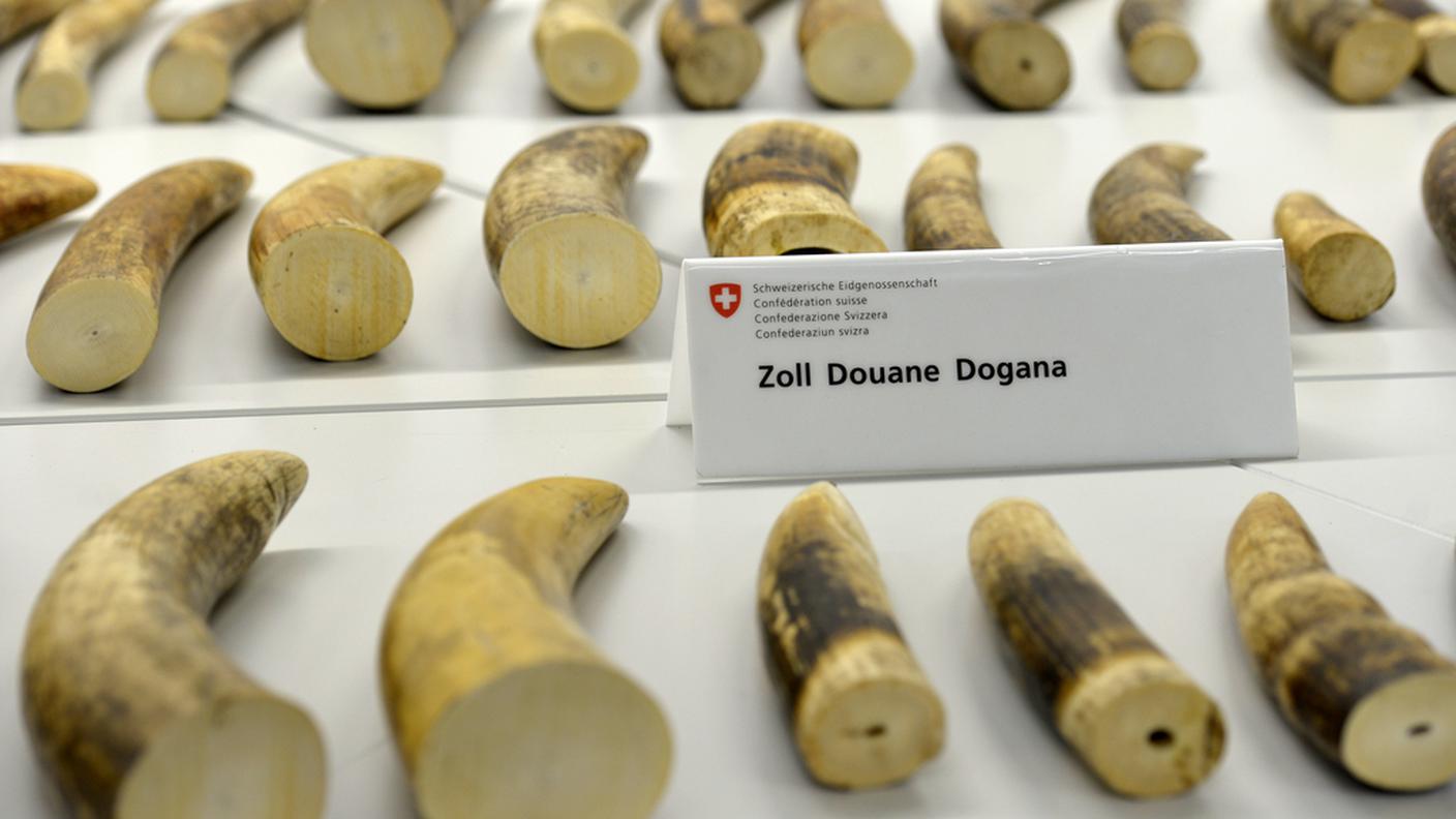 L'avorio sequestrato a Zurigo