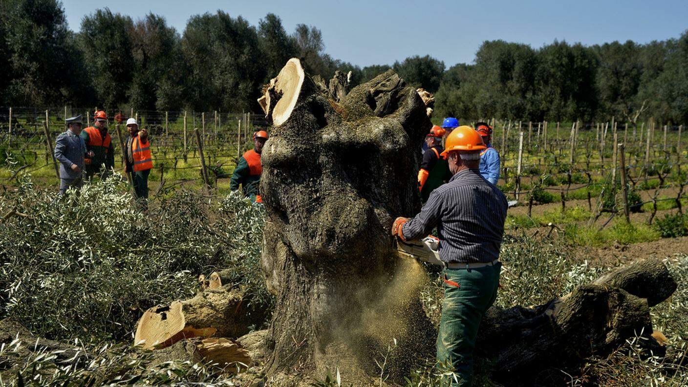 L'unico rimedio è l'abbattimento delle piante malate, come sta avvenendo in Puglia