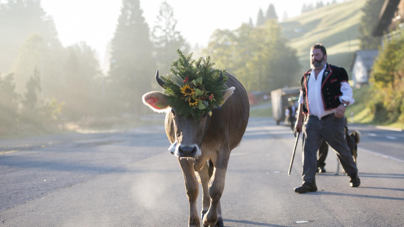 Una mucca con la tradizionale corona di fiori