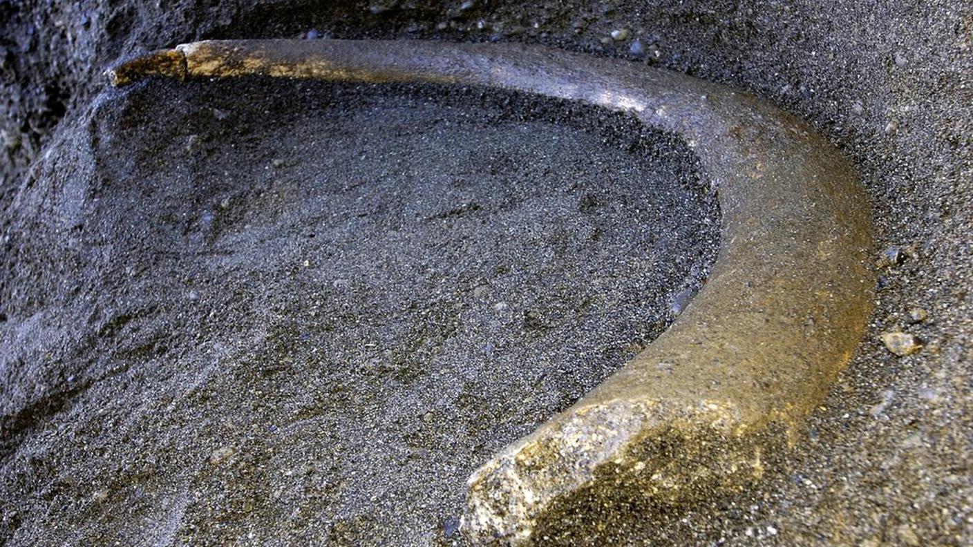 Una zanna ritrovata nel 2006 a Ballwil