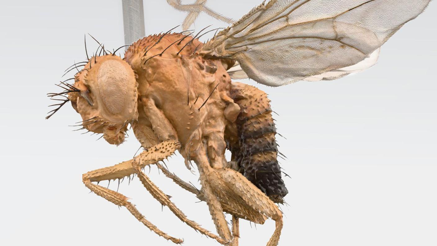 3DandImage_Drosophila_syntetica.jpg