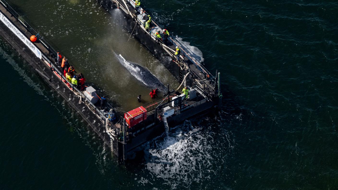 La megattera Timmy caricata su una chiatta riempita d’acqua davanti all’isola di Poel