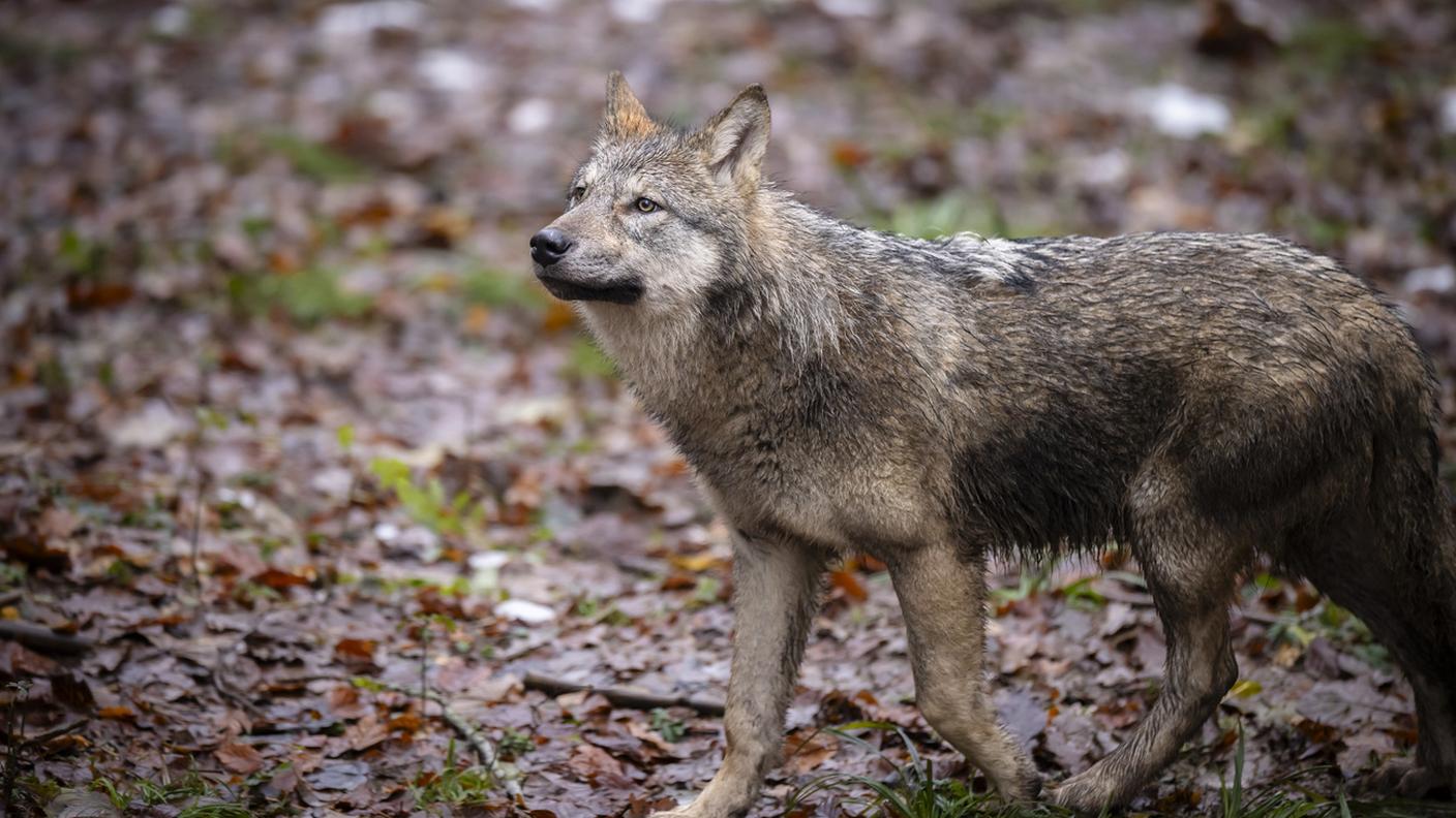 In Svizzera ci sono 30 branchi che vivono unicamente sul territorio e 10 branchi transfrontalieri