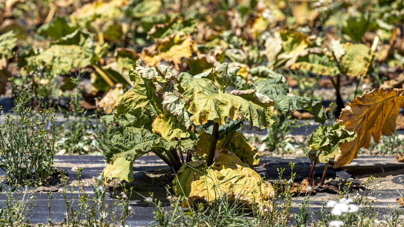 La siccità prolungata e le temperature eccezionalmente elevate stanno già lasciando il segno sull’agricoltura svizzera