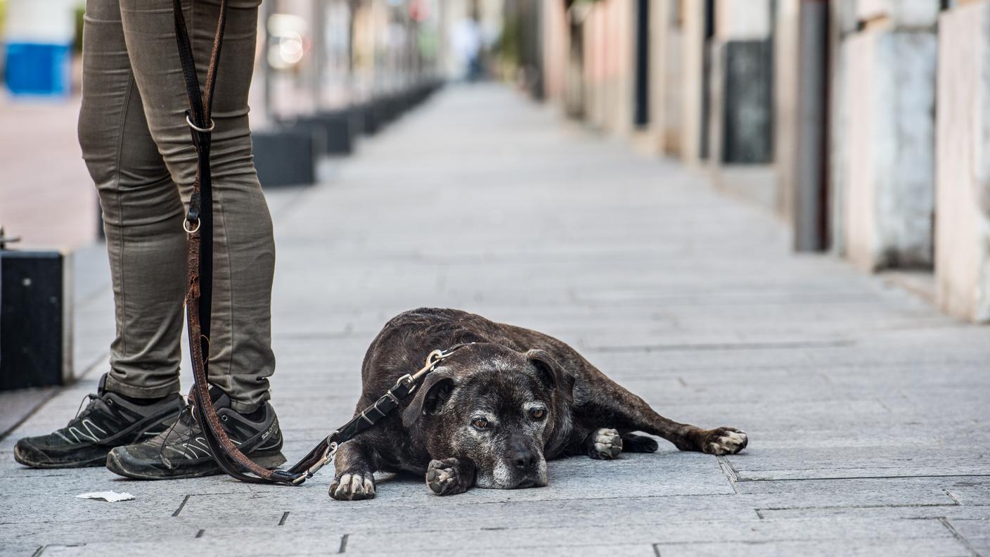 Chiasso: i padroni di cani devono pulire anche la pipì