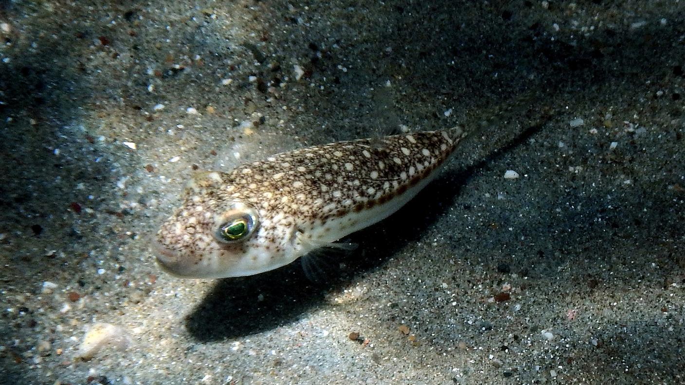La Grecia è in allerta per la diffusione del pesce palla argenteo (Lagocephalus sceleratus)