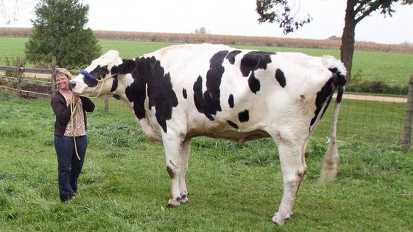 blosom mucca record_ky.JPG