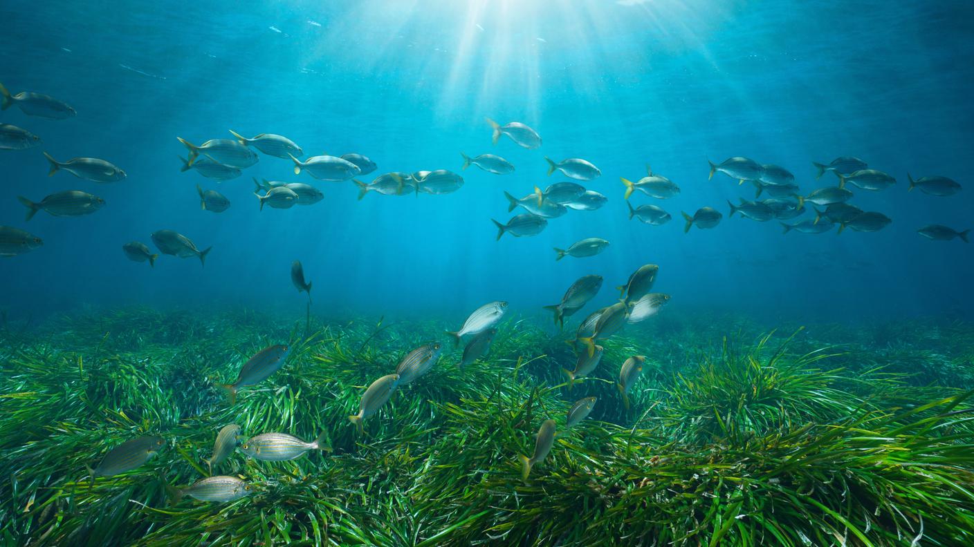 Posidonia oceanica 