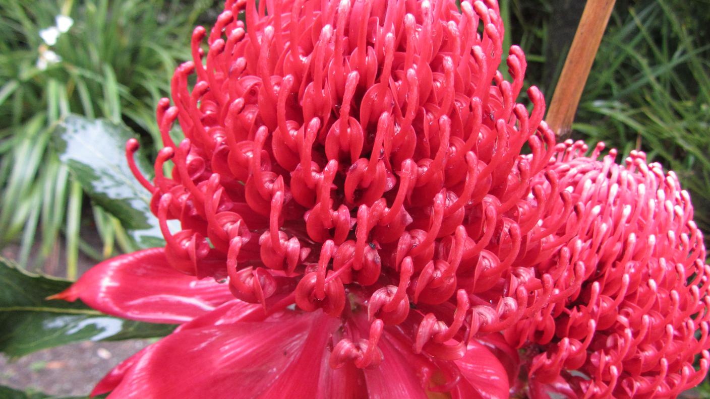 Telopea speciosissima 1.JPG