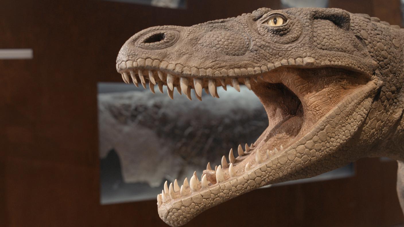 ticinosuchus 010.jpg