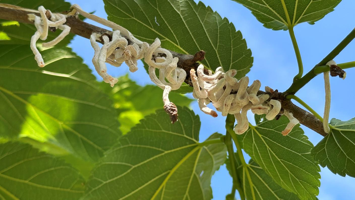 cocciniglia.jpg