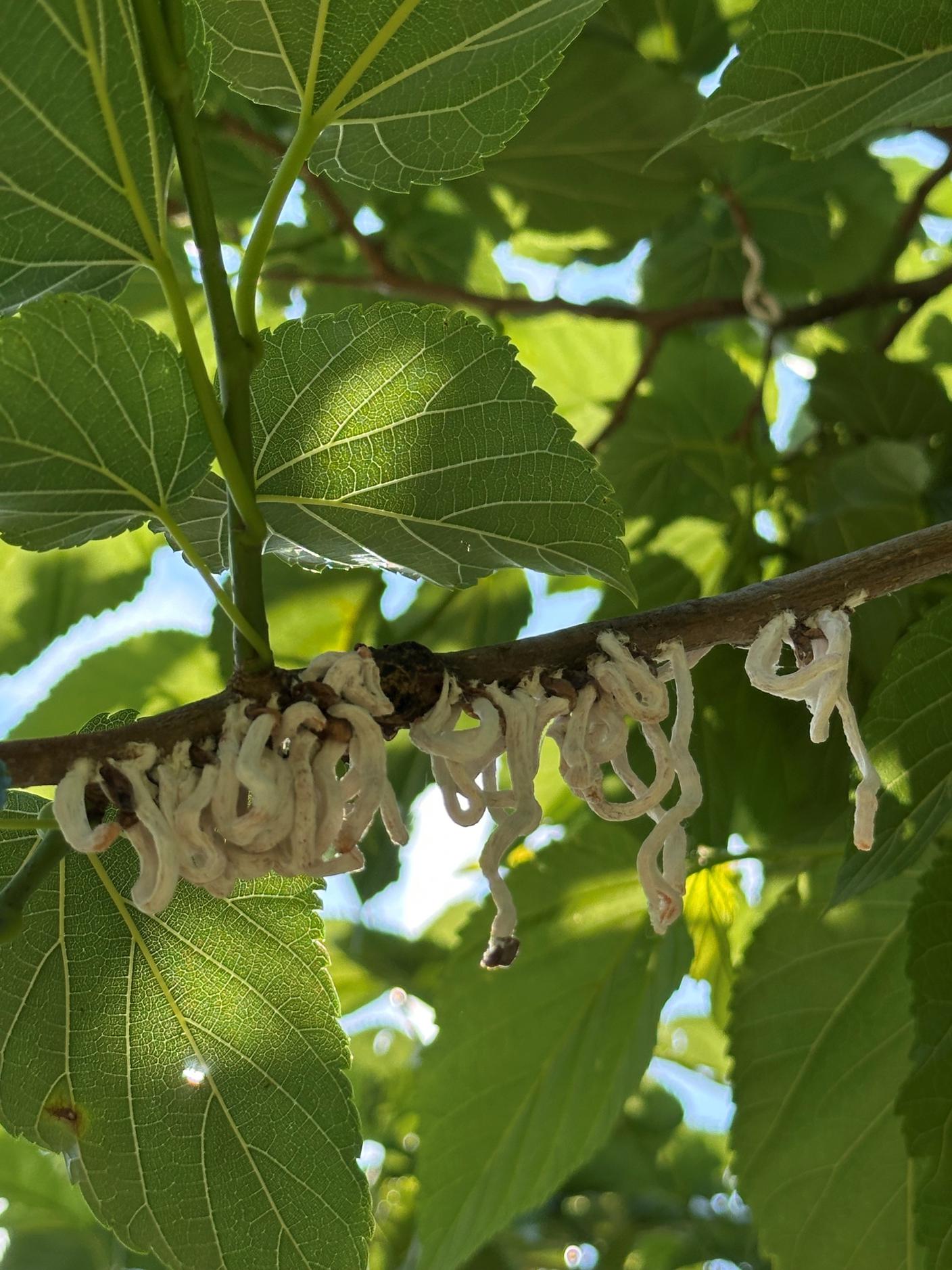 cocciniglia2.jpg