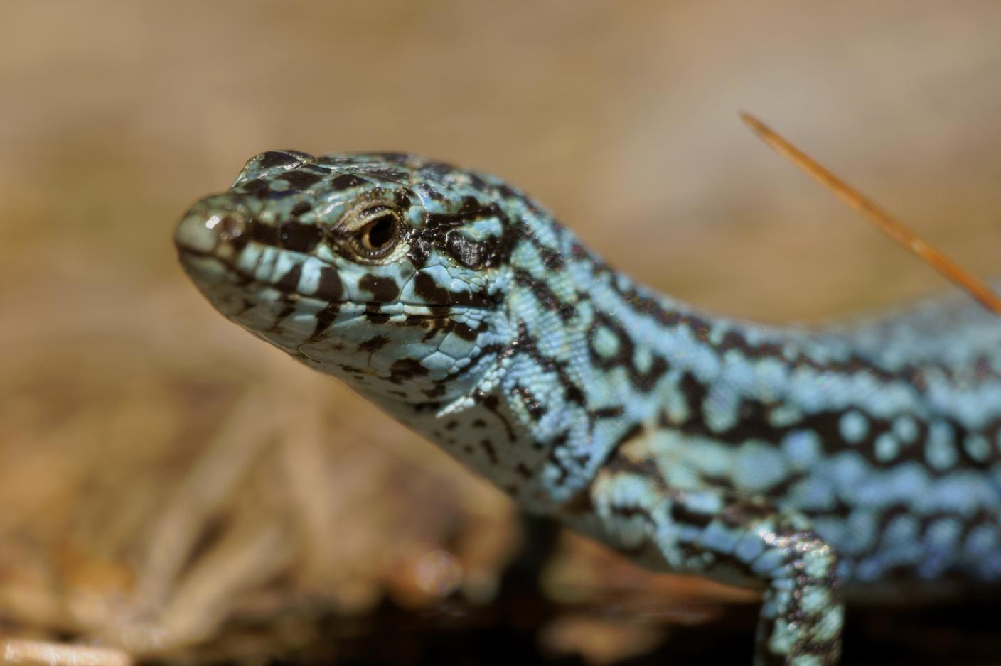 imago239921660_Album.jpg
