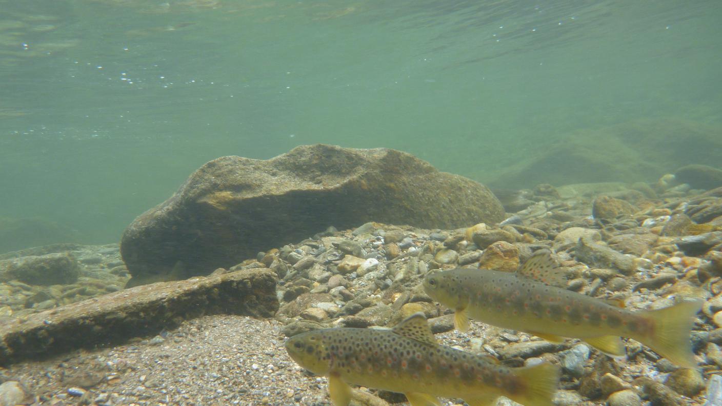Salmo trutta (4).jpg
