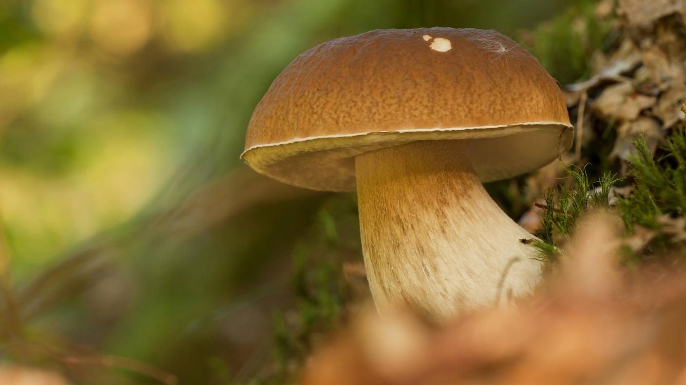 imago64505505_blickwinkel.jpg
