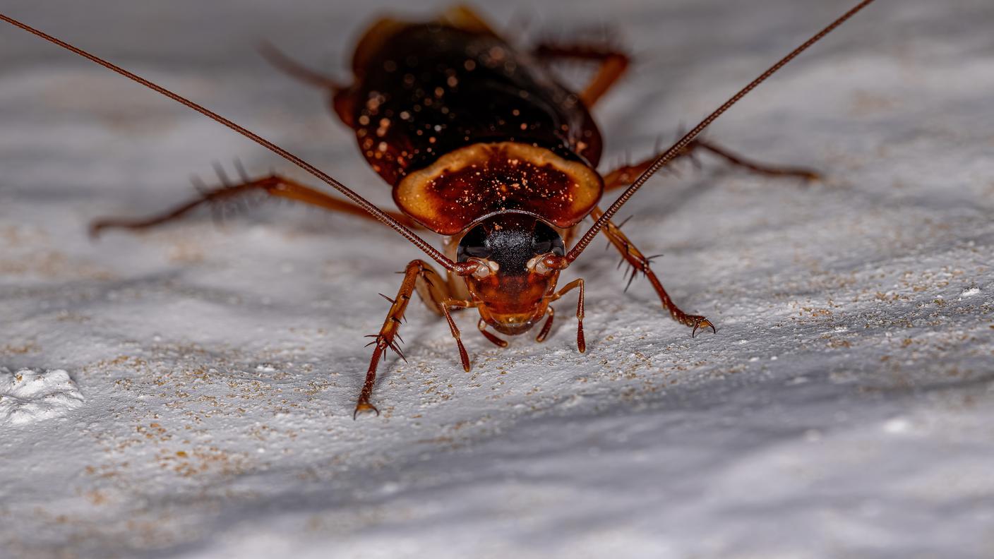 imago351709274.jpg