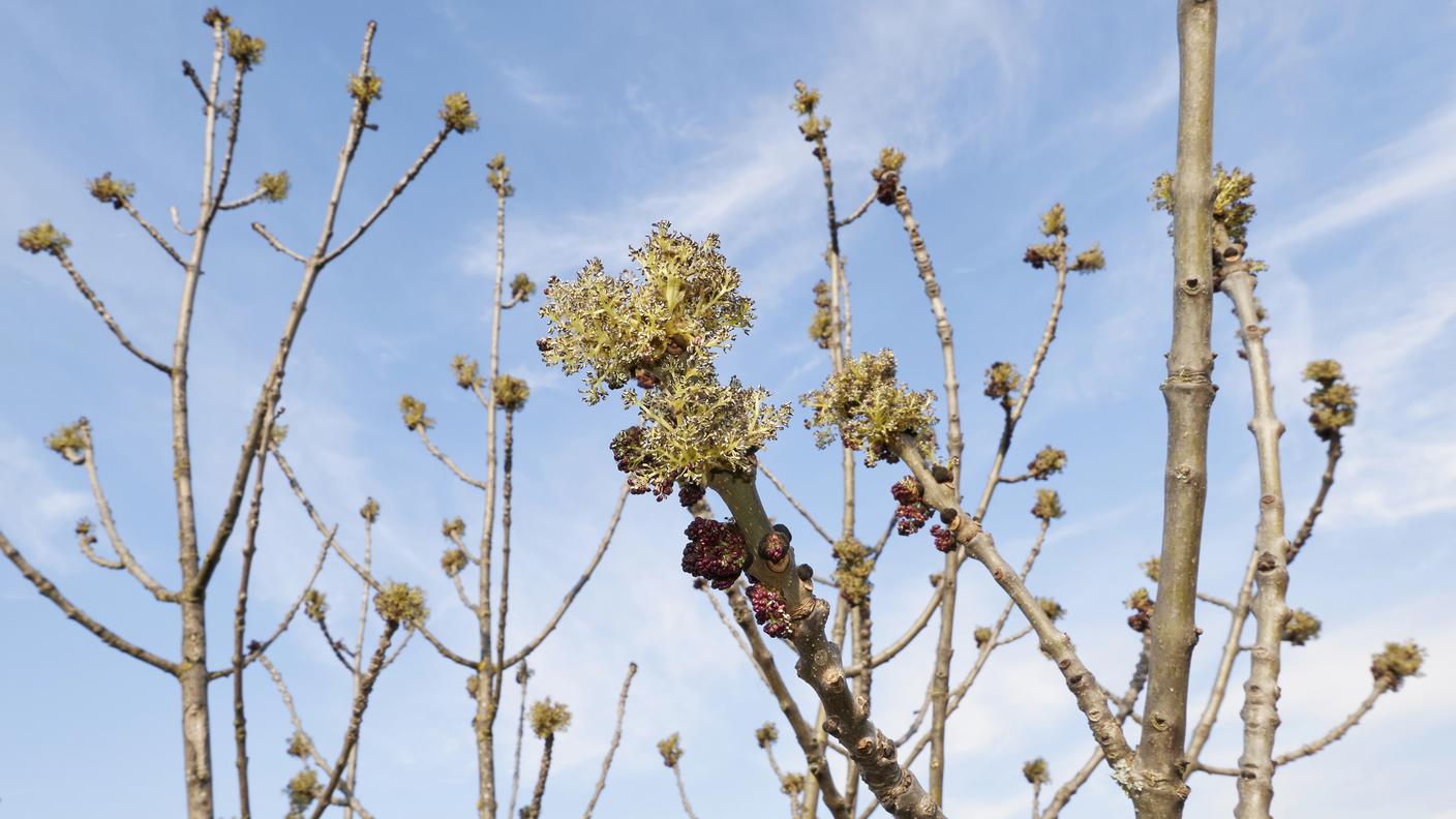 Sui rami del frassino, in primavera sbocciano per primi i modesti fiori, le foglie appariranno più tardi