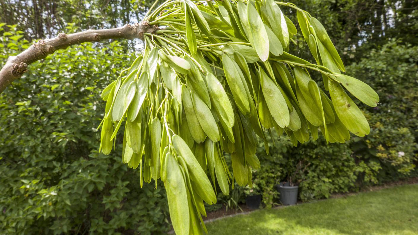 I frutti del frassino: le samare