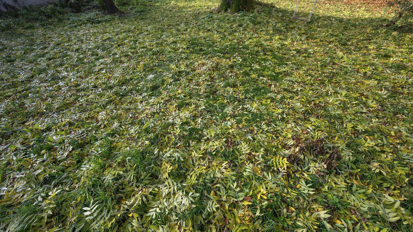 Un fitto tappeto di foglie di frassino che scomparirà in poco tempo, preda di lombrichi e altri microorganismi del suolo.