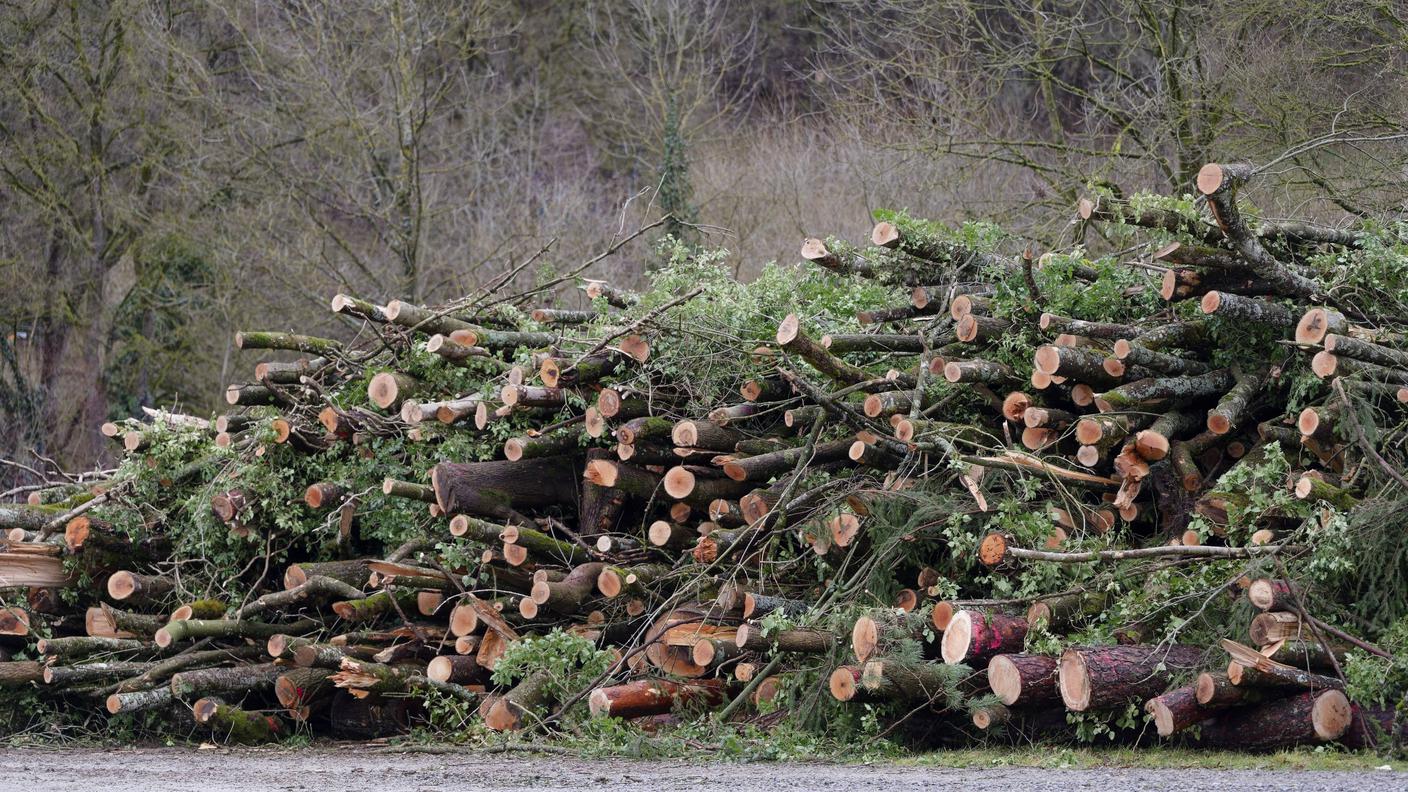 L'impatto del "deperimento del frassino" può essere importante, altrettanto lo sono i vigorosi interventi di restauro forestale (qui in Germania)