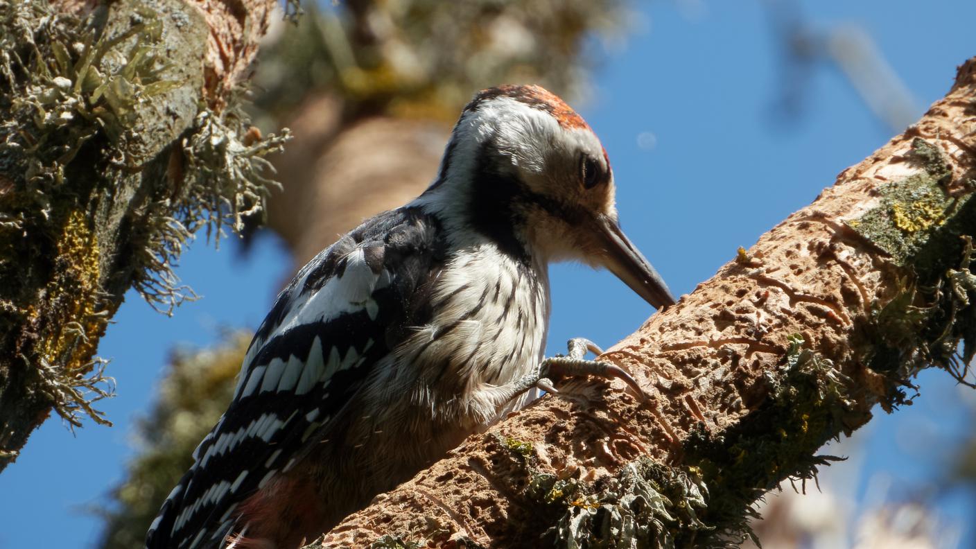 Il raro picchio dorsobianco approfitta di un frassino colpito dal fungo patogeno per scovare le sue prede sotto la corteccia oramai sfaldata