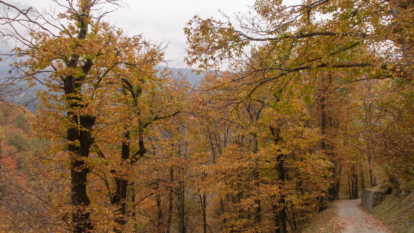 Ripido pendio ricoperto da castagni che diventano importanti per la protezione dalla caduta sassi (vicino a Soglio e Castasegna - Bregaglia)