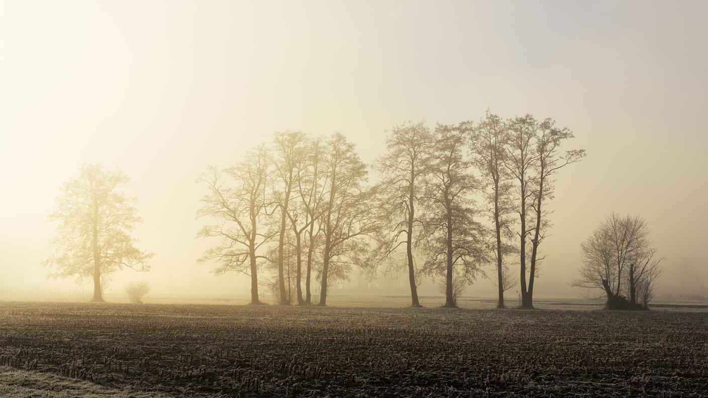 Ontani comuni in fila "seguono" il percorso di un canale di drenaggio agricolo