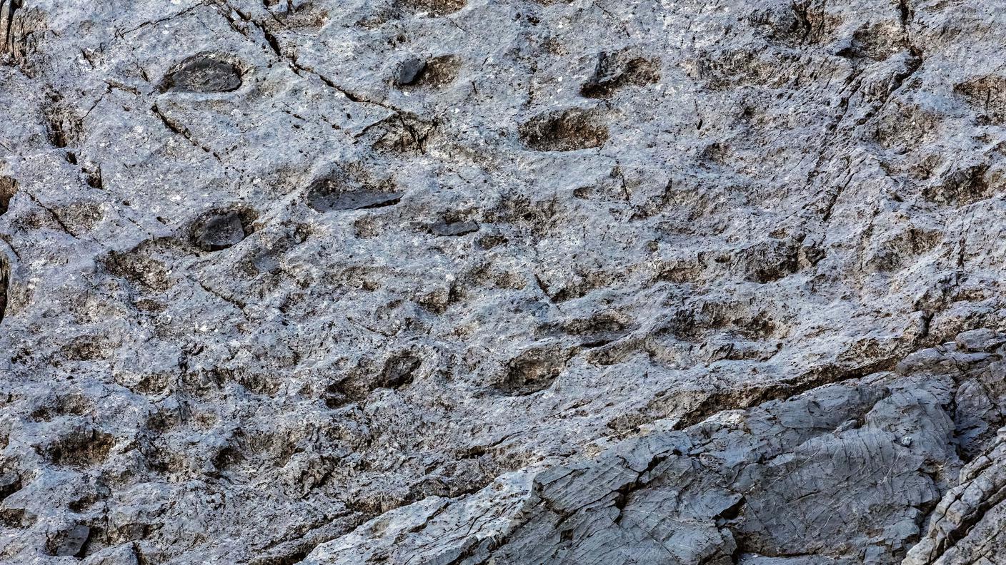 Lo strato di fango calcareo più chiaro, dopo che camminarono i dinosauri, si riempì di altri sedimenti più scuri. Sono le "controimpronte" che hanno protetto le orme fino a poche migliaia di anni fa, poi hanno iniziato a frammentarsi