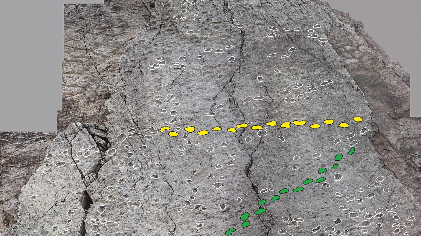 Dettaglio di uno strato di dolomia con le camminate di diversi dinosauri evidenziate da falsi colori. I passi lenti e cadenzati indicano una andatura tranquilla da sinistra verso destra